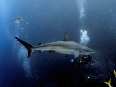 Earth Law Can Help Galapagos Sharks Image